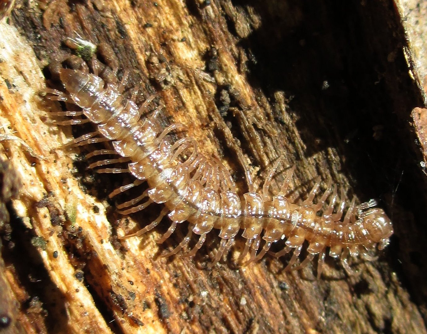 leicht gruselig aber auch schön... Polydesmus angustus (LATZEL, 1884)