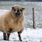 leicht korpulent das Schaf