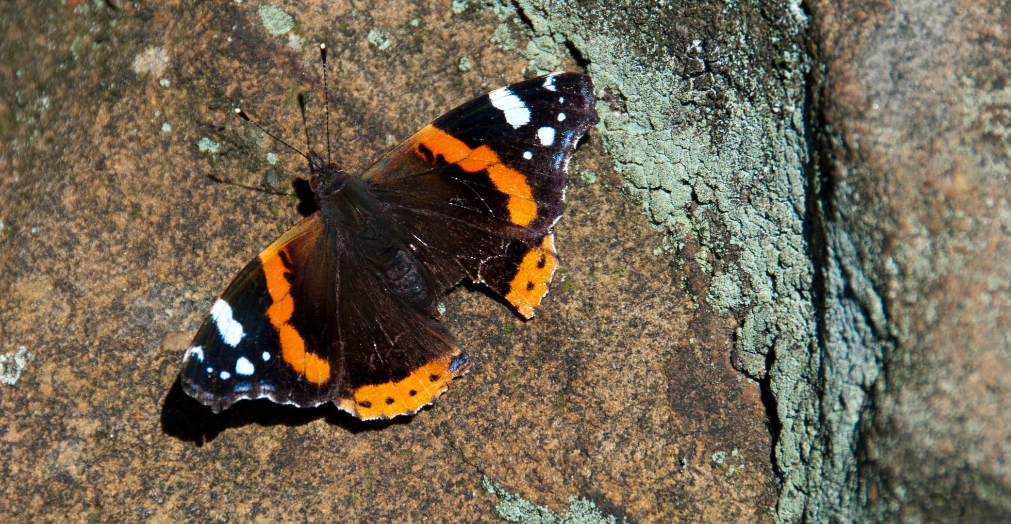 Leicht lädierter Admiral