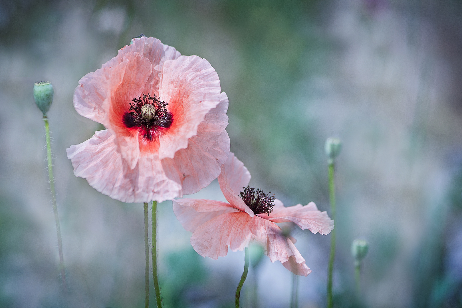leicht &amp; luftig Foto &amp; Bild | natur, mohn, blumen Bilder auf fotocommunity