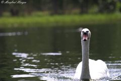 Leicht &quot;unscharfer&quot; Schwan :-)