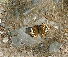 leicht ramponiert, aber glücklich am Leben