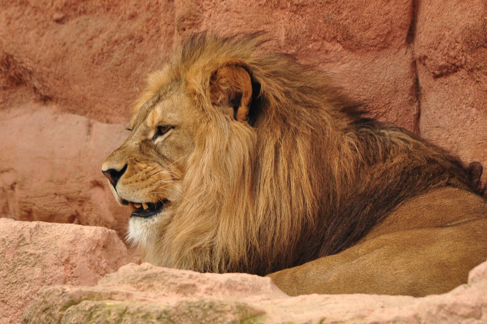 Leicht Sauer der King aus Hannover