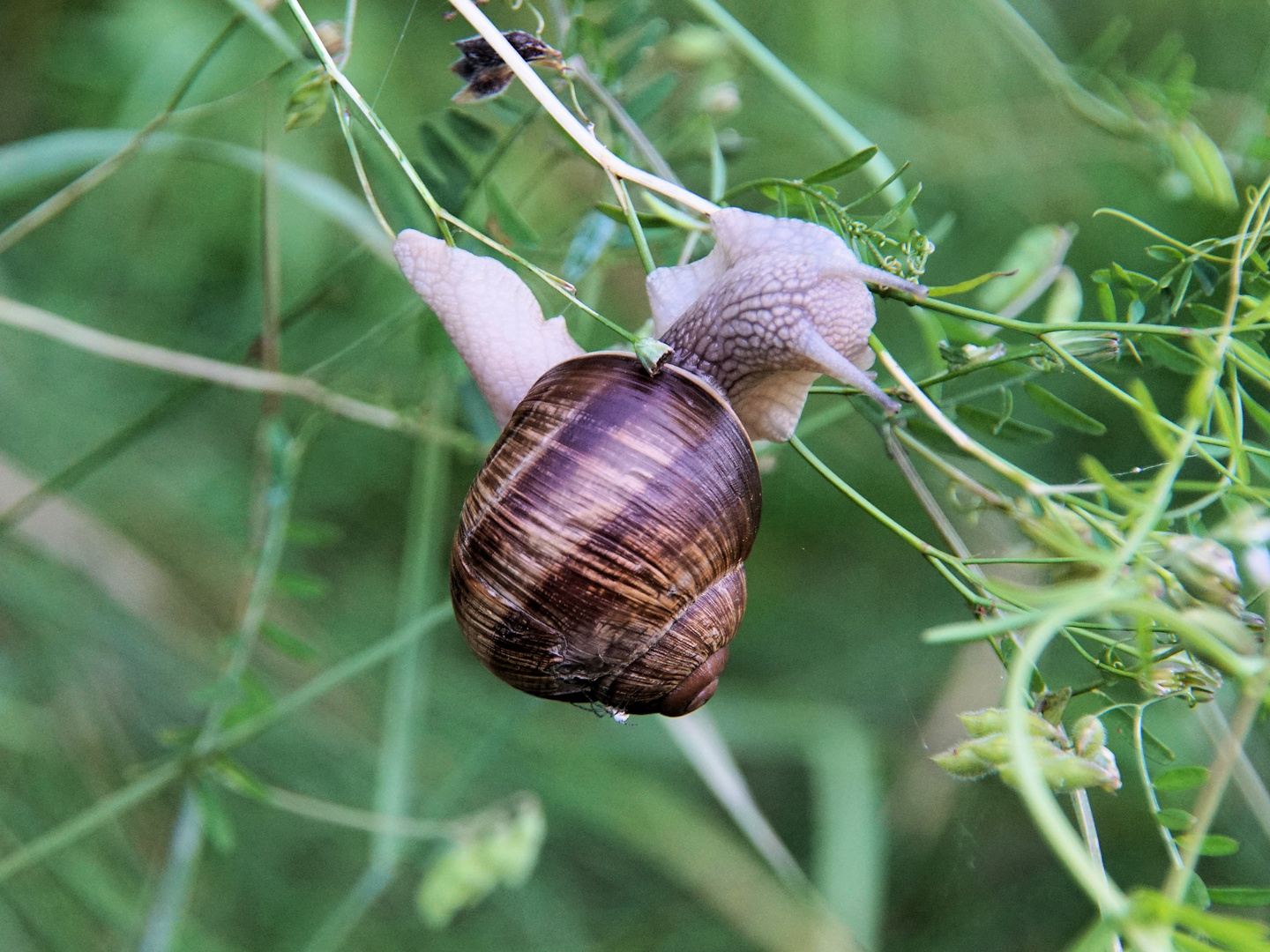 Leicht verirrt - Kletterschnecke