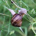 Leicht verirrt - Kletterschnecke