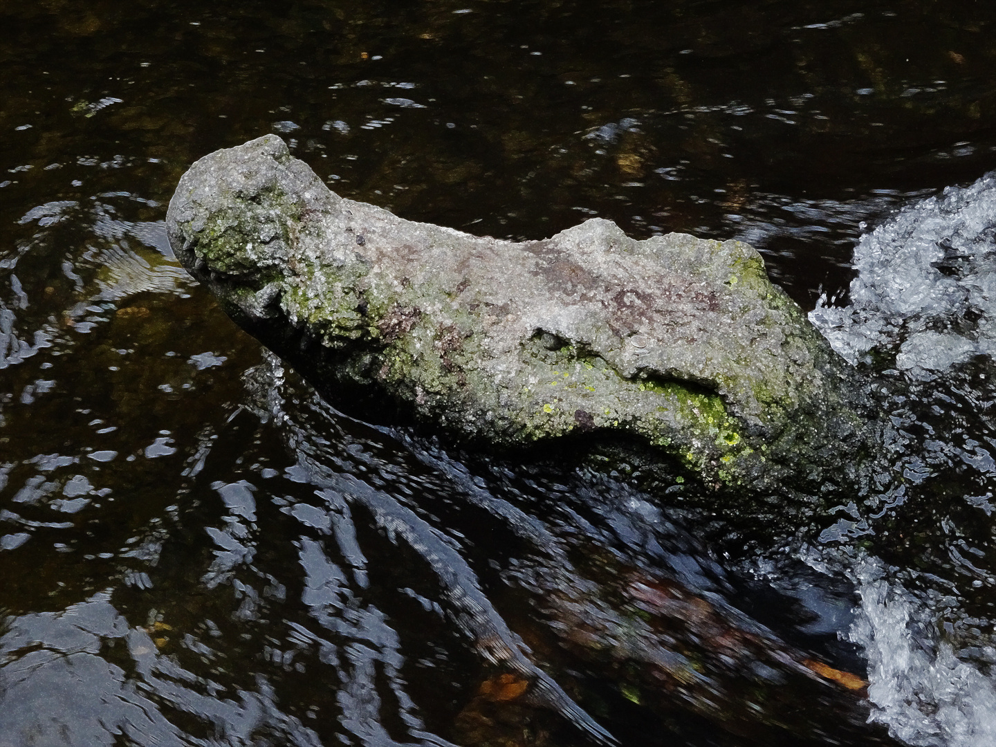 Leicht vermoost aus dem Winter zurück: Das Himmelsbach-Krokodil