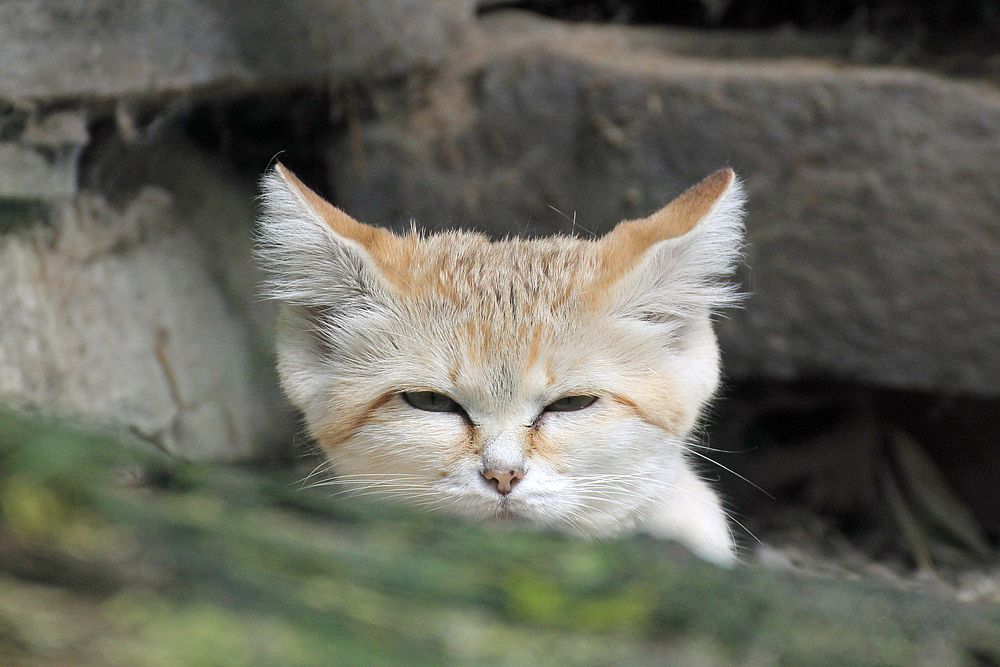 Leicht verschlafene Sandkatze