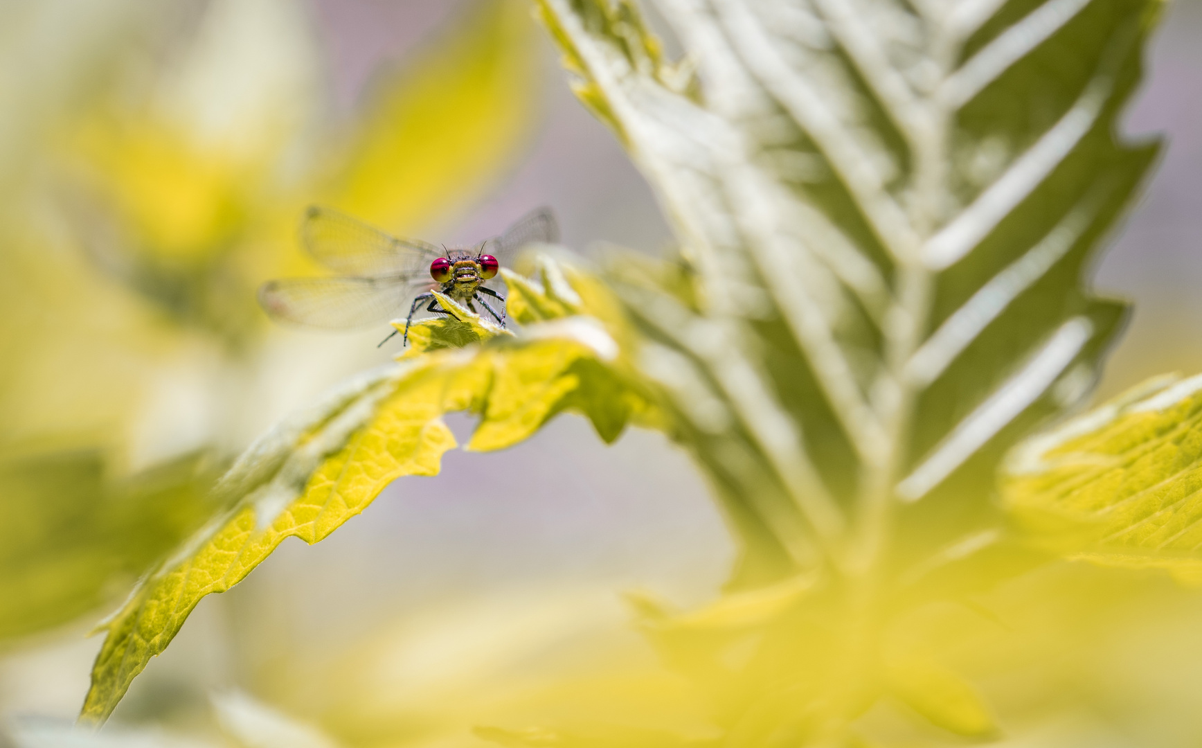 LEicHt VerStecKT