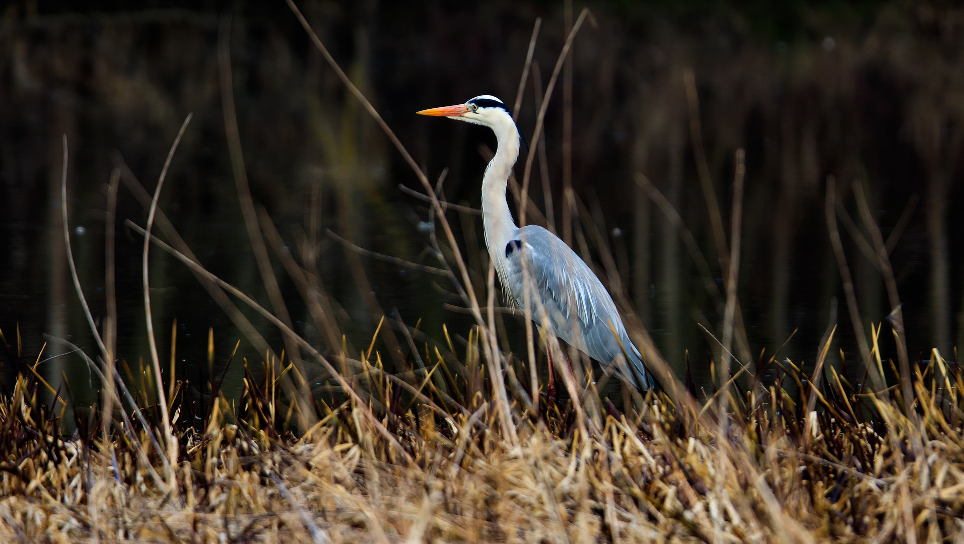 leicht versteckt