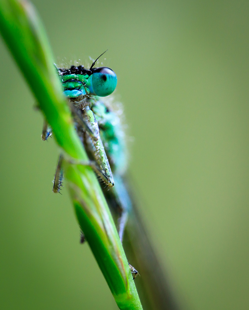 leicht versteckt