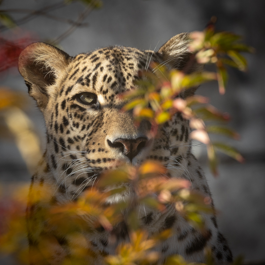 Leicht versteckter Leopard