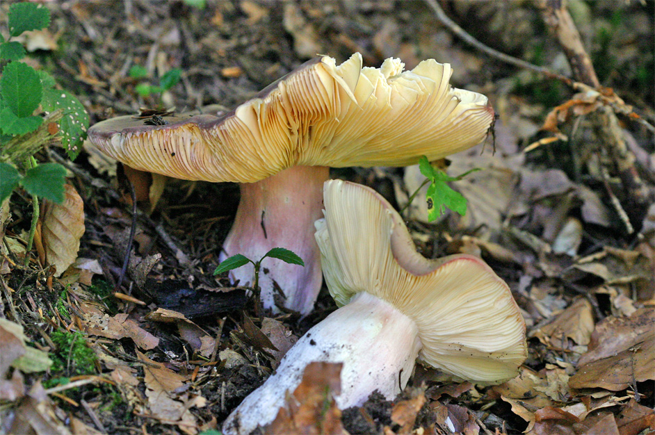 Leicht zerfleddert