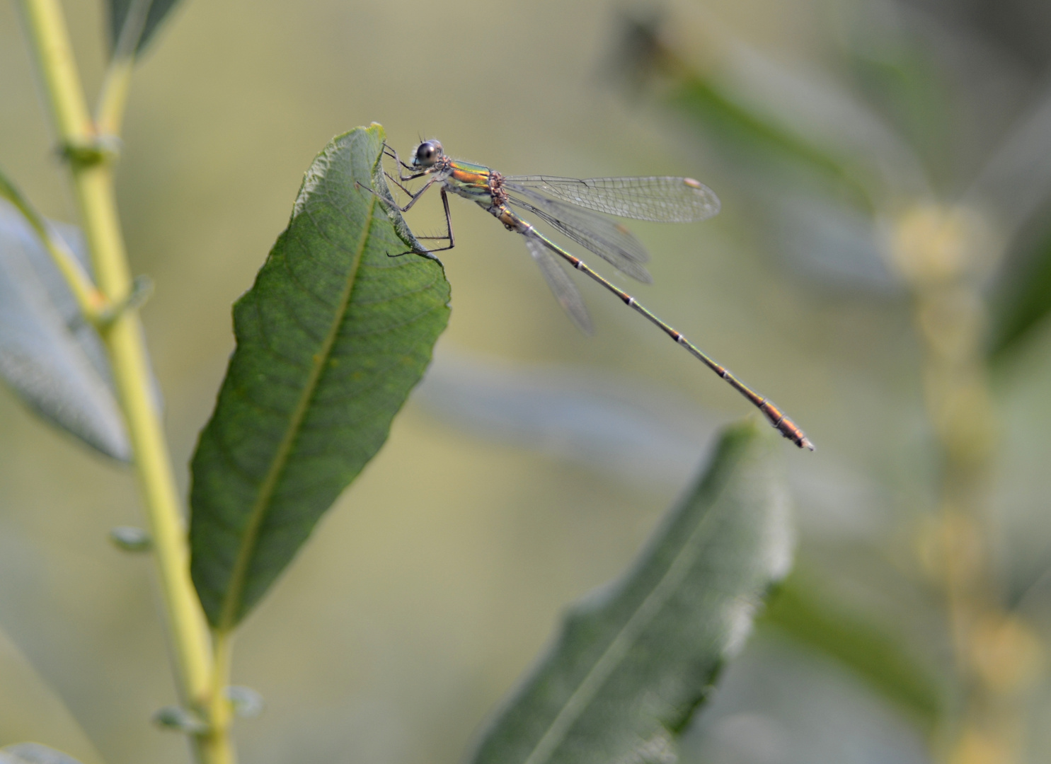 Leichtbauhubschrauber