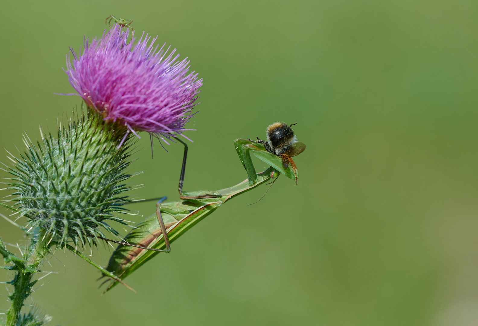 Leichte Beute