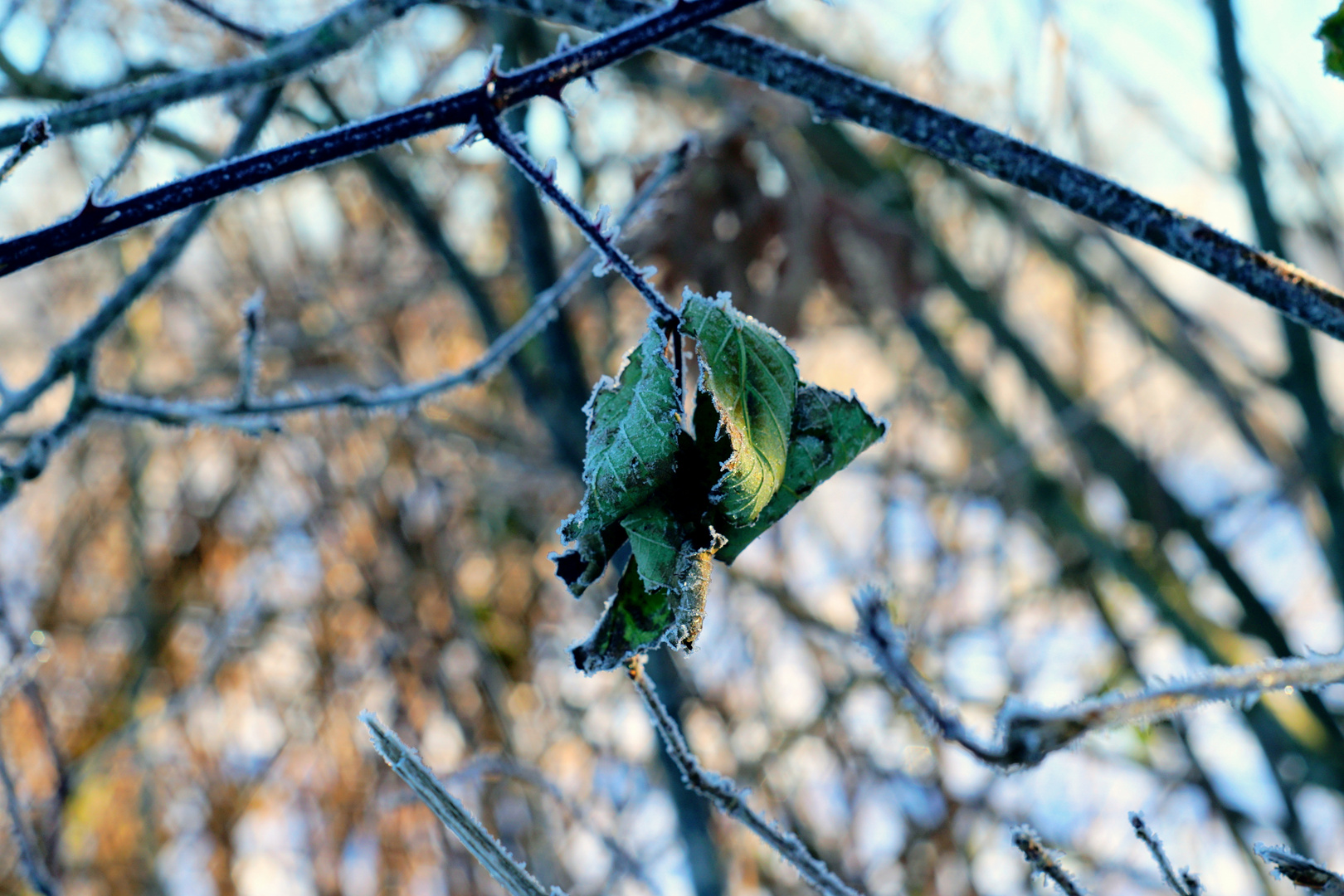 leichte Frostränder