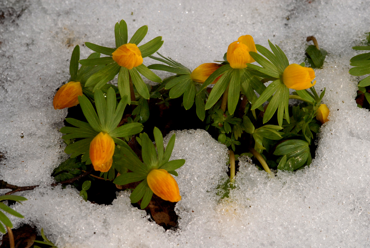 Leichte Hoffnung auf Frühling