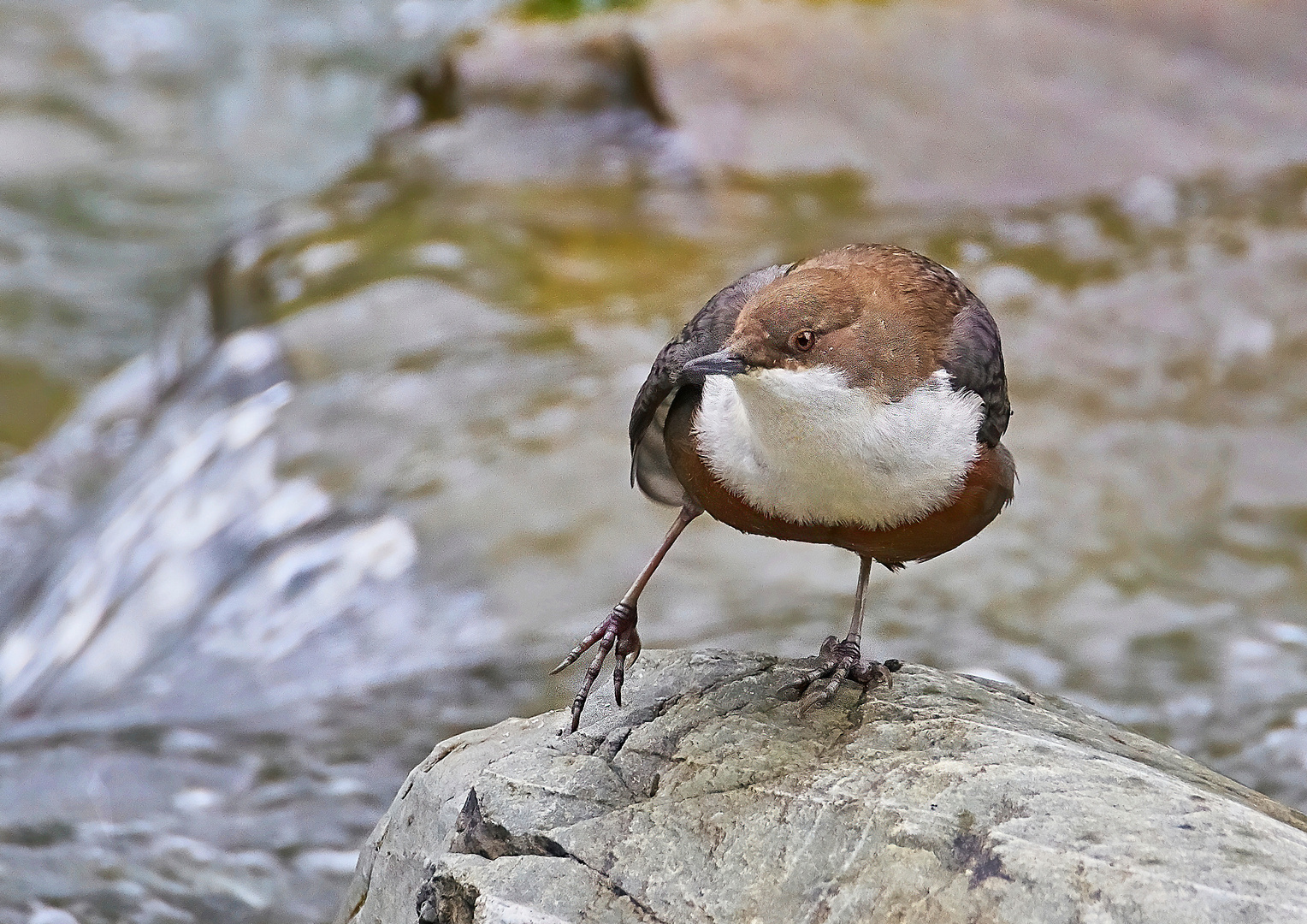 Leichte Tanzschritte ... Wasseramsel