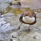 Leichte Tanzschritte ... Wasseramsel