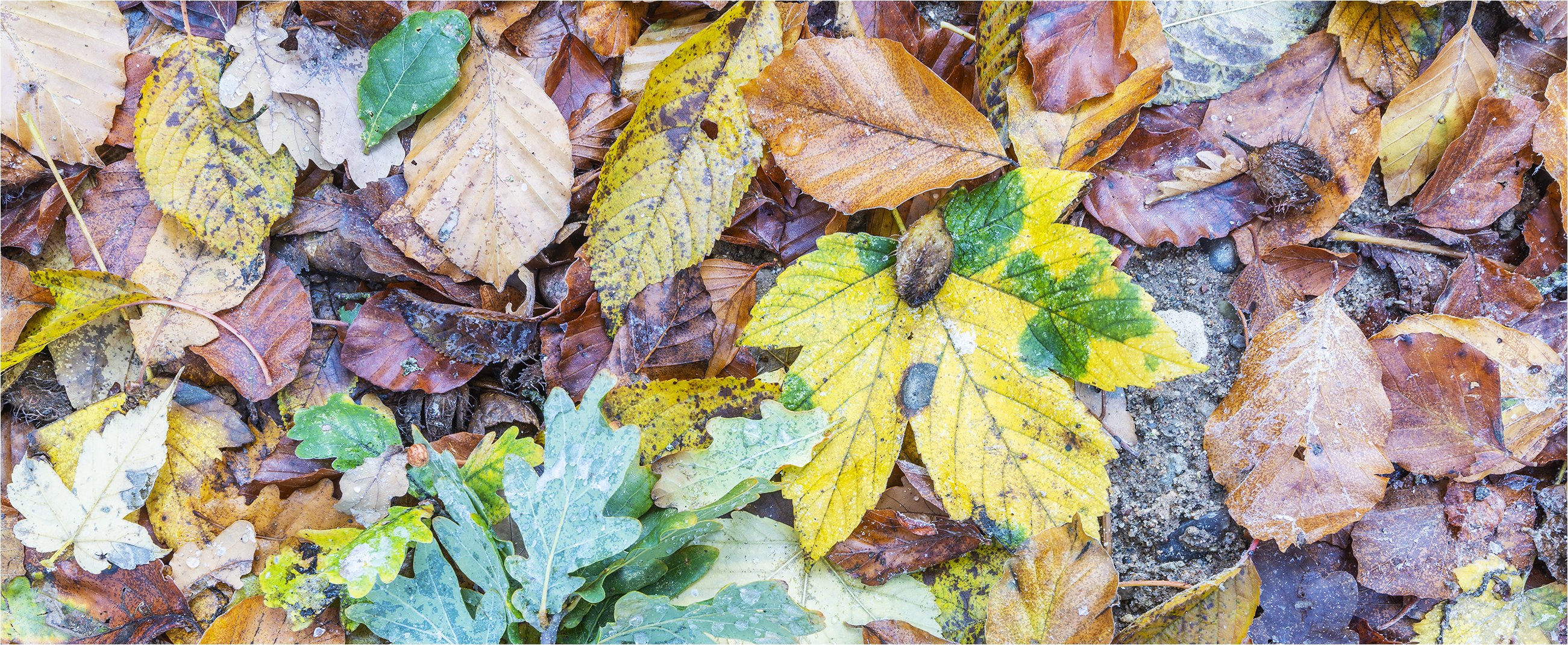 … Leichte Übung für Dendrologen …