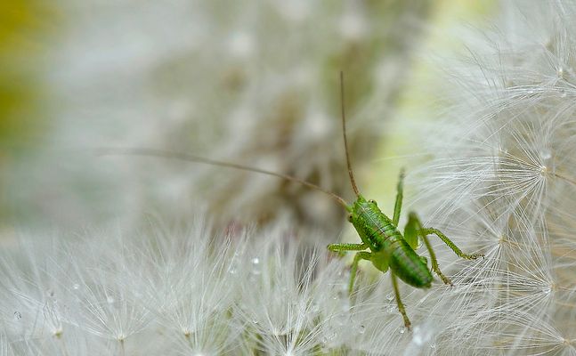 Leichter als eine Pusteblume