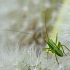 Leichter als eine Pusteblume