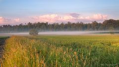 leichter Bodennebel