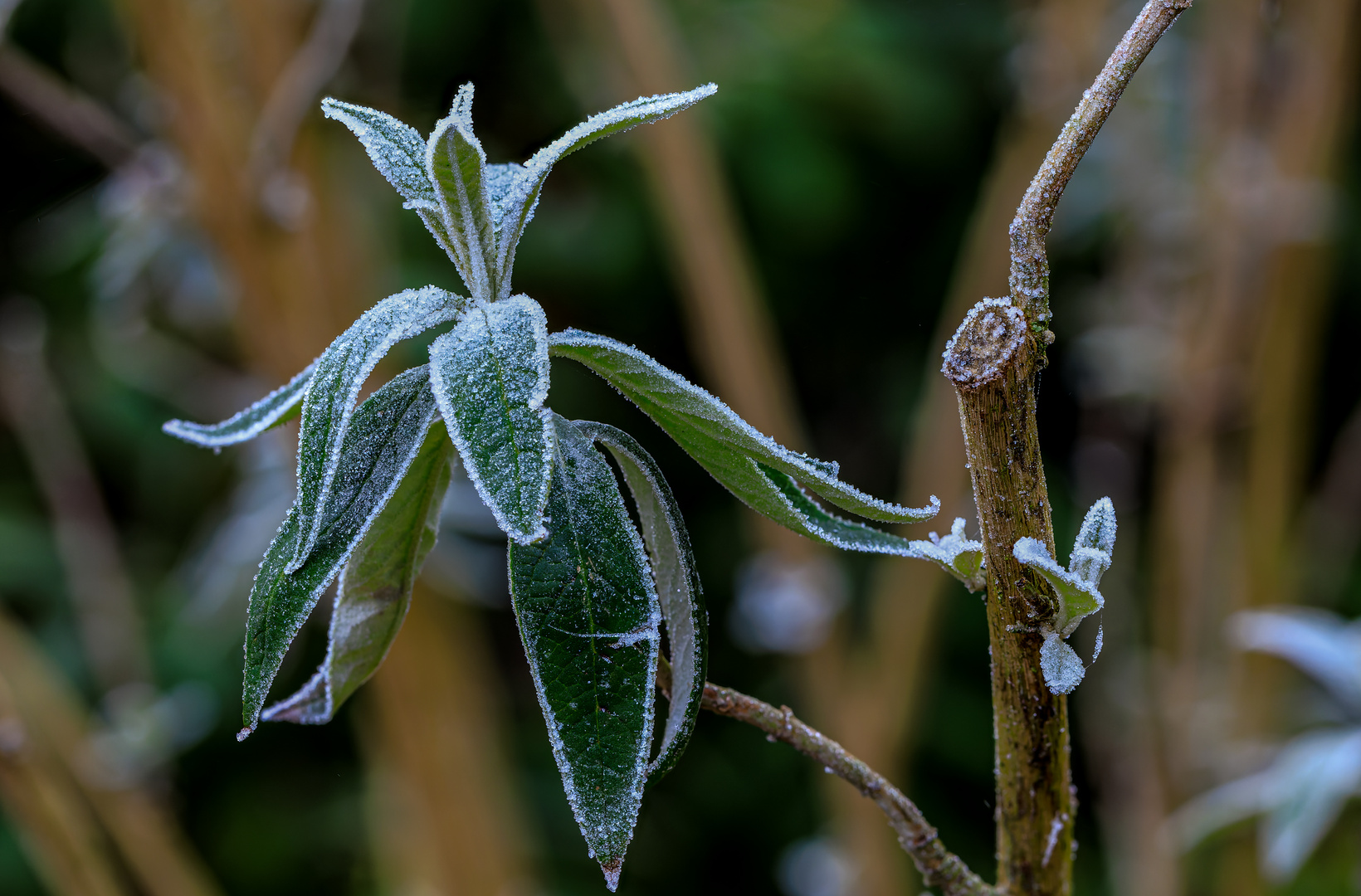 leichter frost