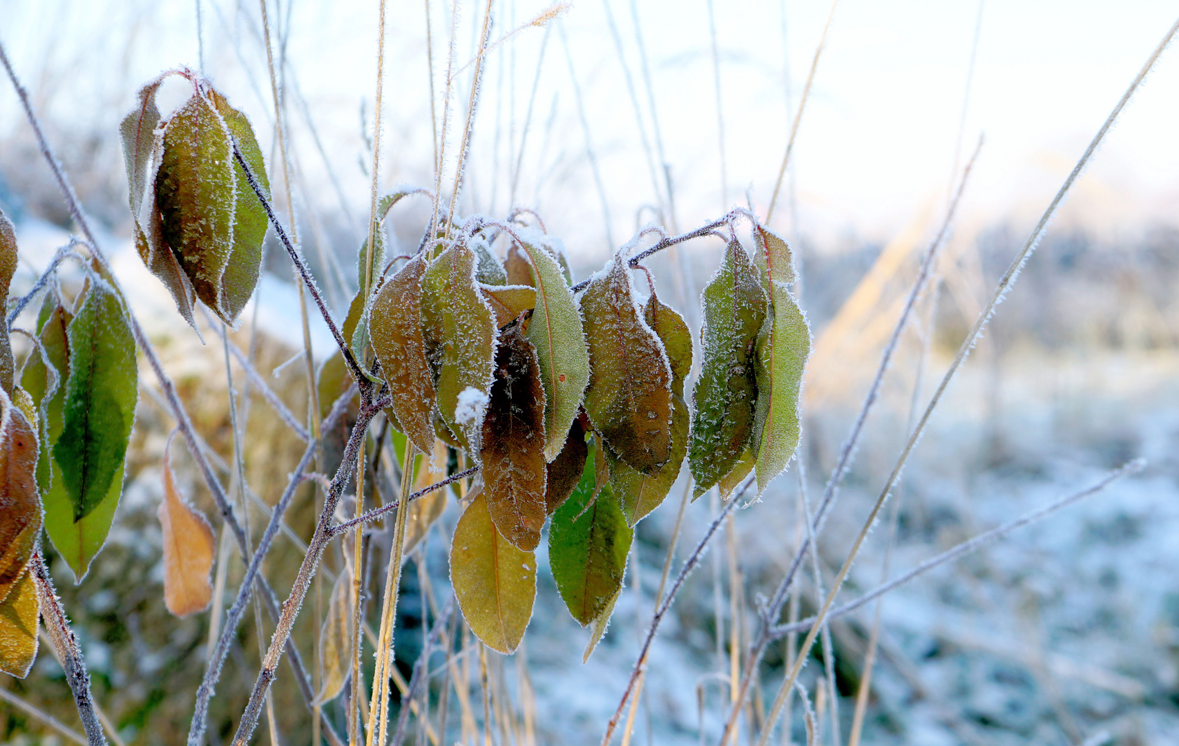 leichter Frost