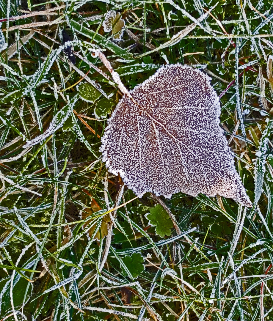 Leichter Frost