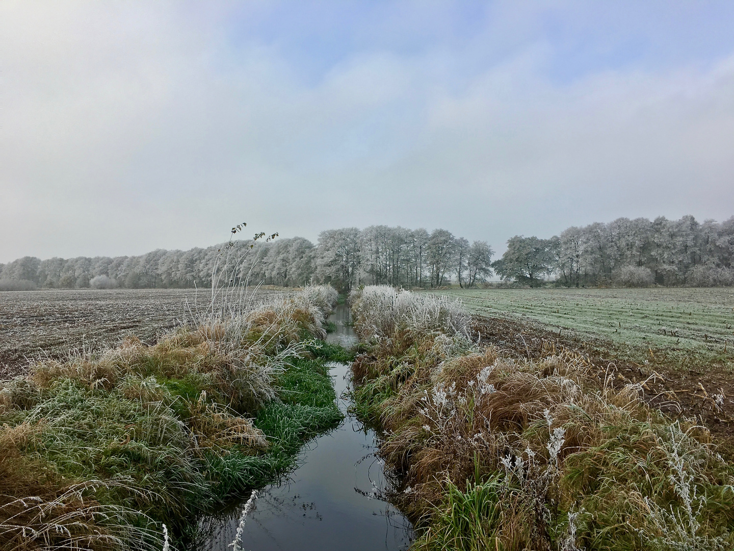 Leichter Frost im Moor