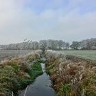 Leichter Frost im Moor