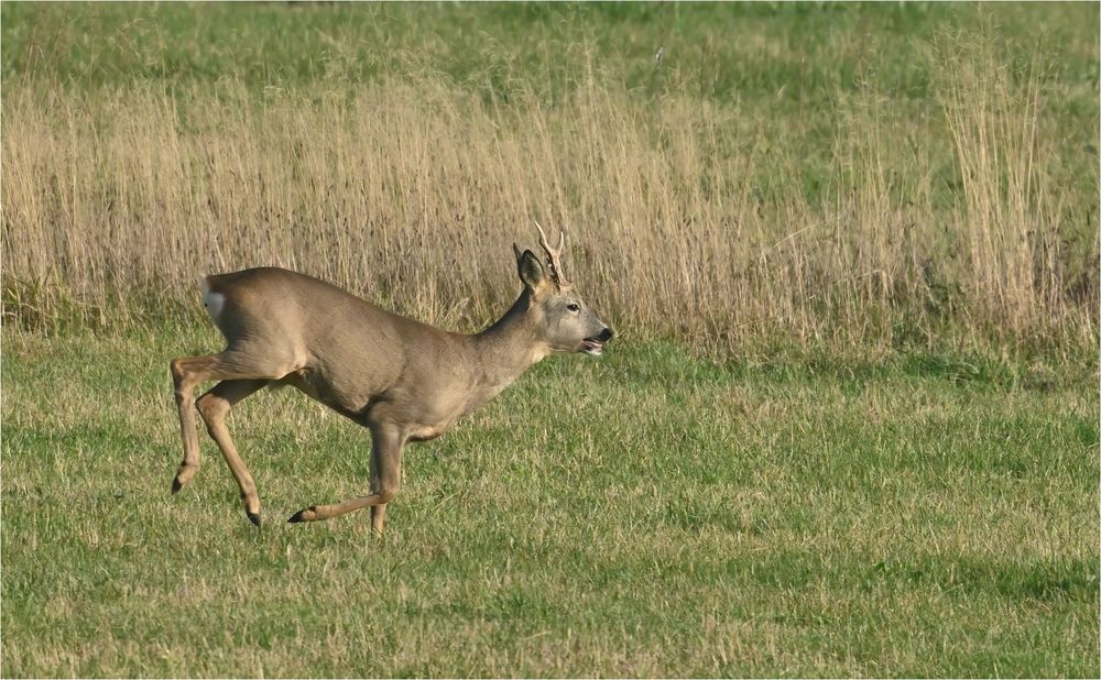 Leichter Galopp