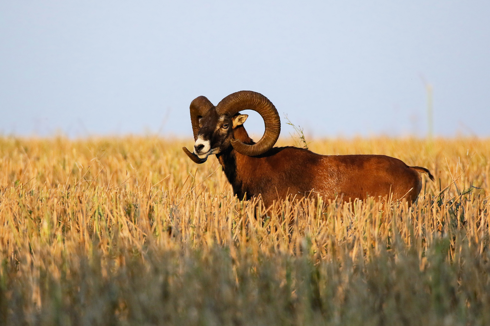 Leichter Hornschaden - Mufflon-Widder im Abendlicht