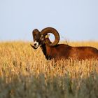 Leichter Hornschaden - Mufflon-Widder im Abendlicht