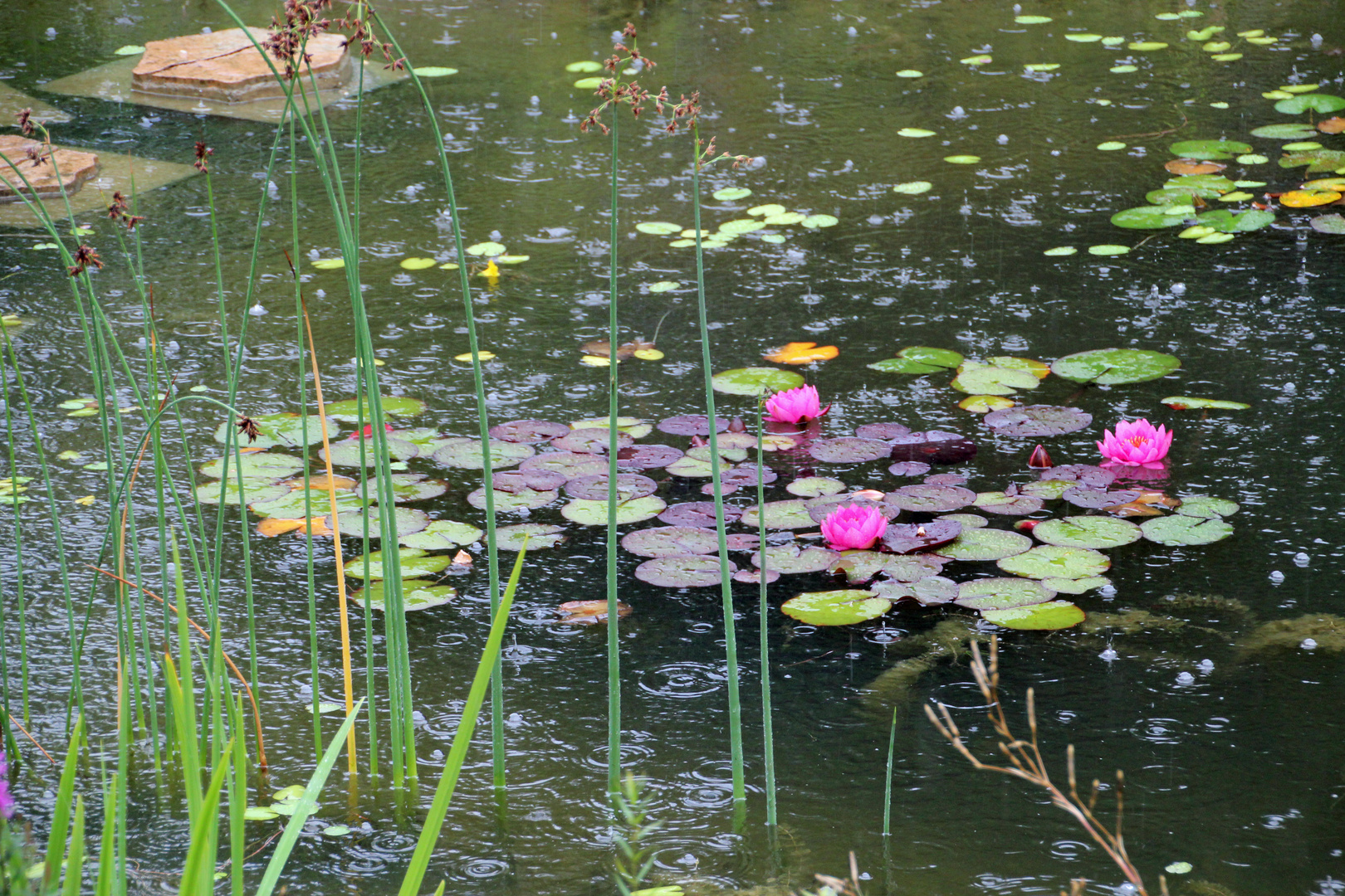 Leichter Landregen über dem Gartenteich