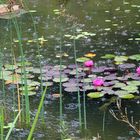 Leichter Landregen über dem Gartenteich