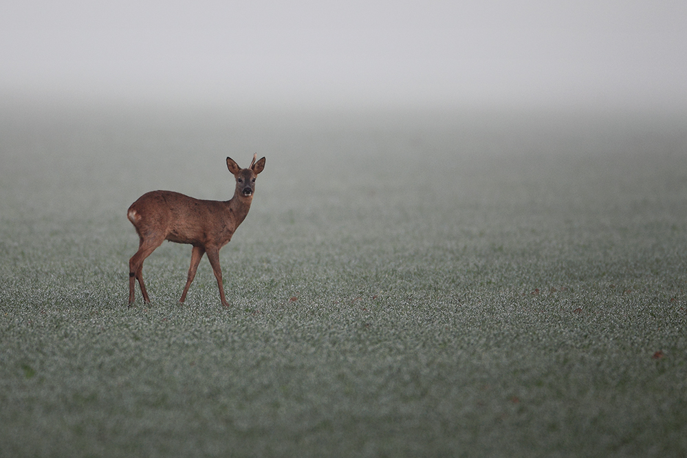 leichter Morgennebel