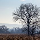 Leichter Nebel