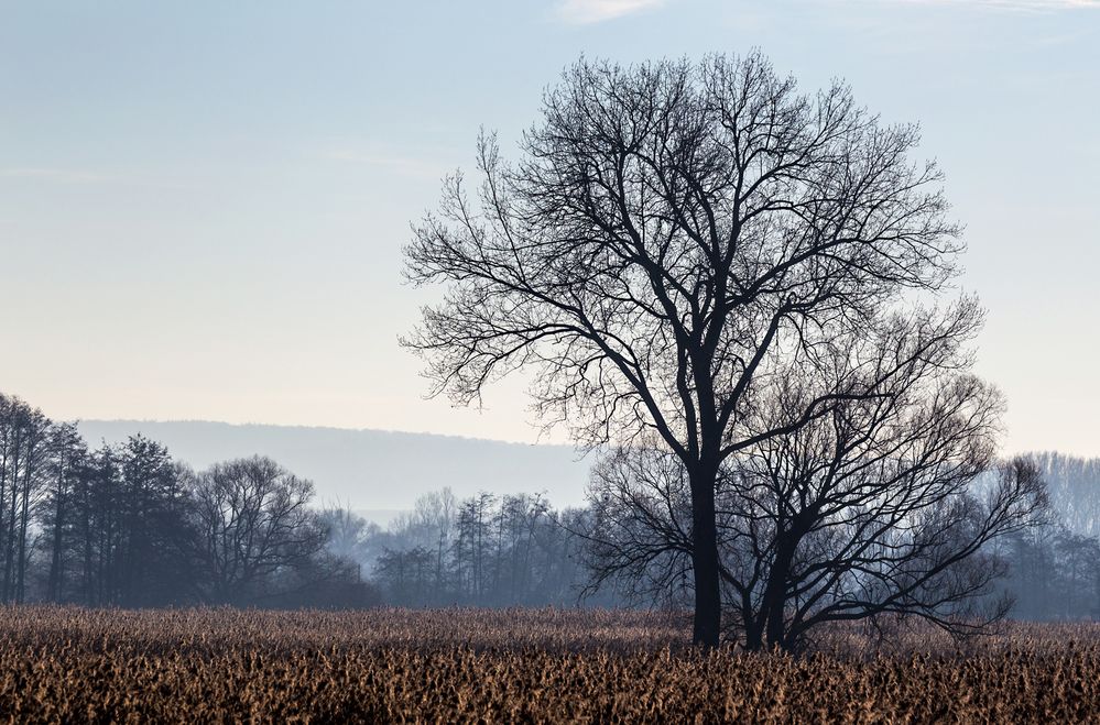 Leichter Nebel