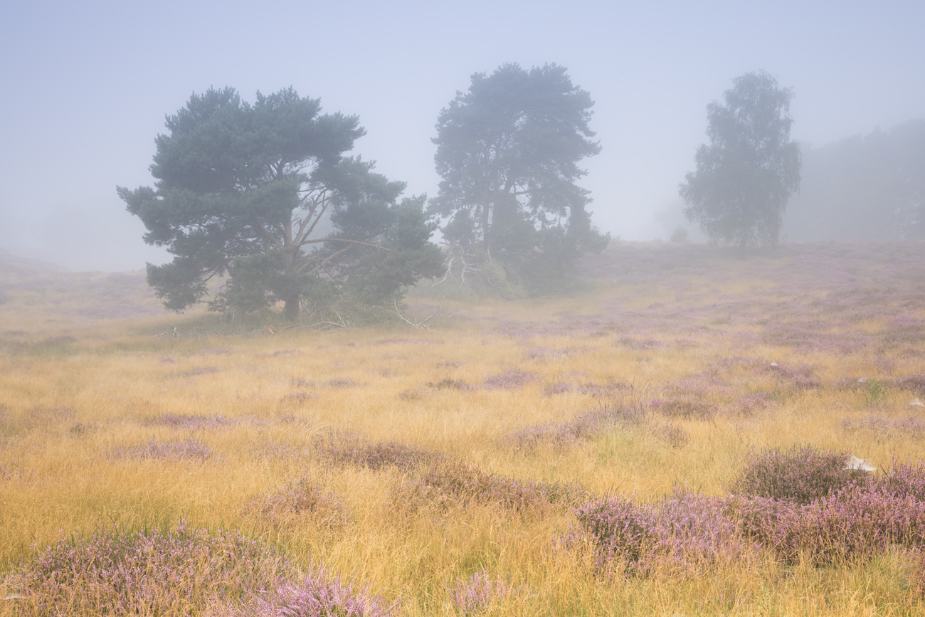 Leichter Nebel 