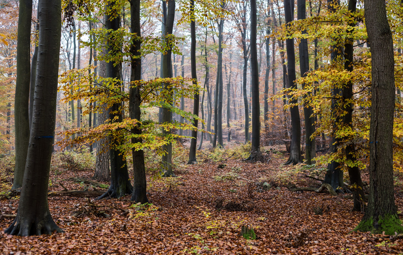 Leichter Nebel