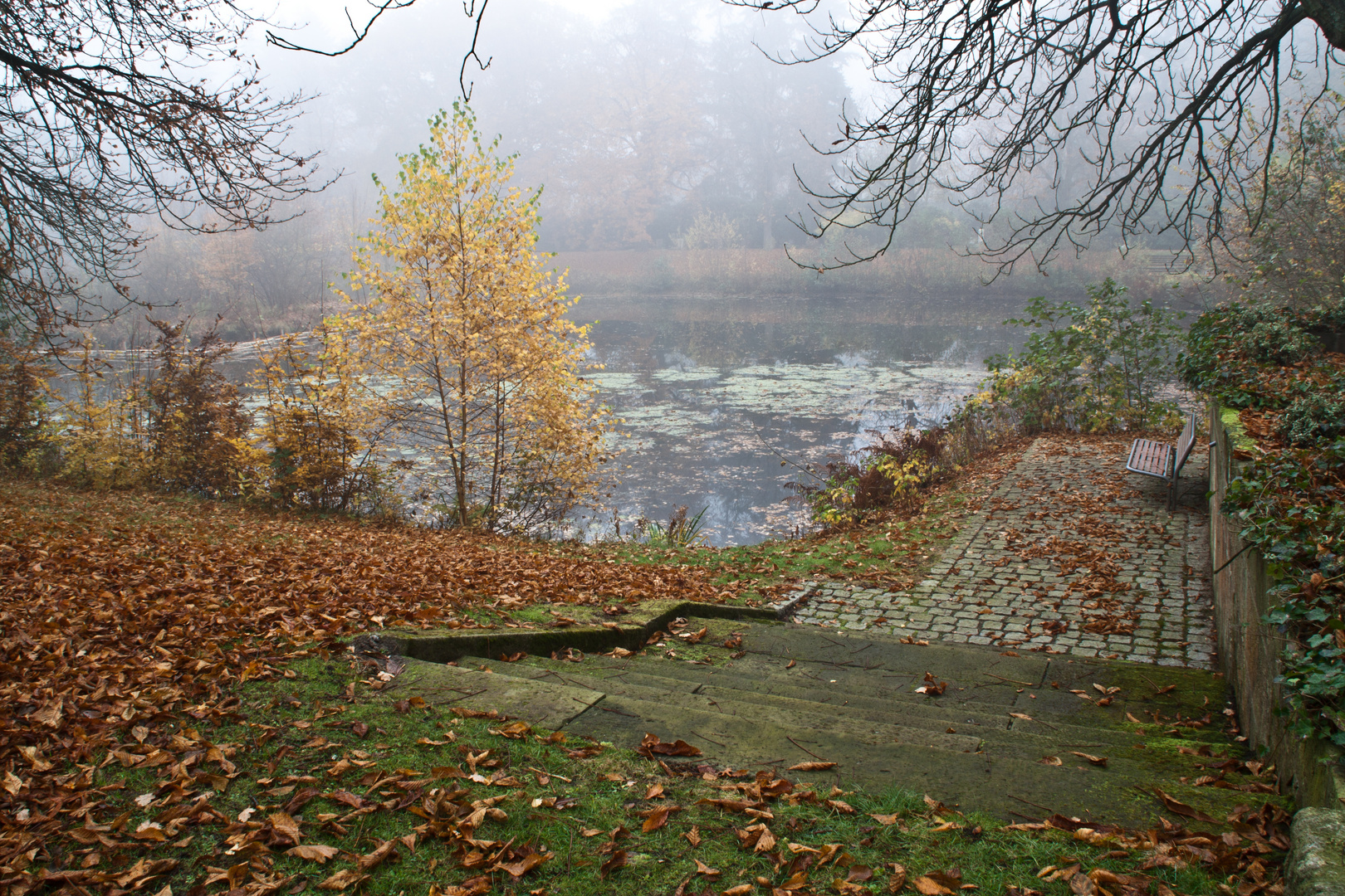 Leichter Nebel am Teich