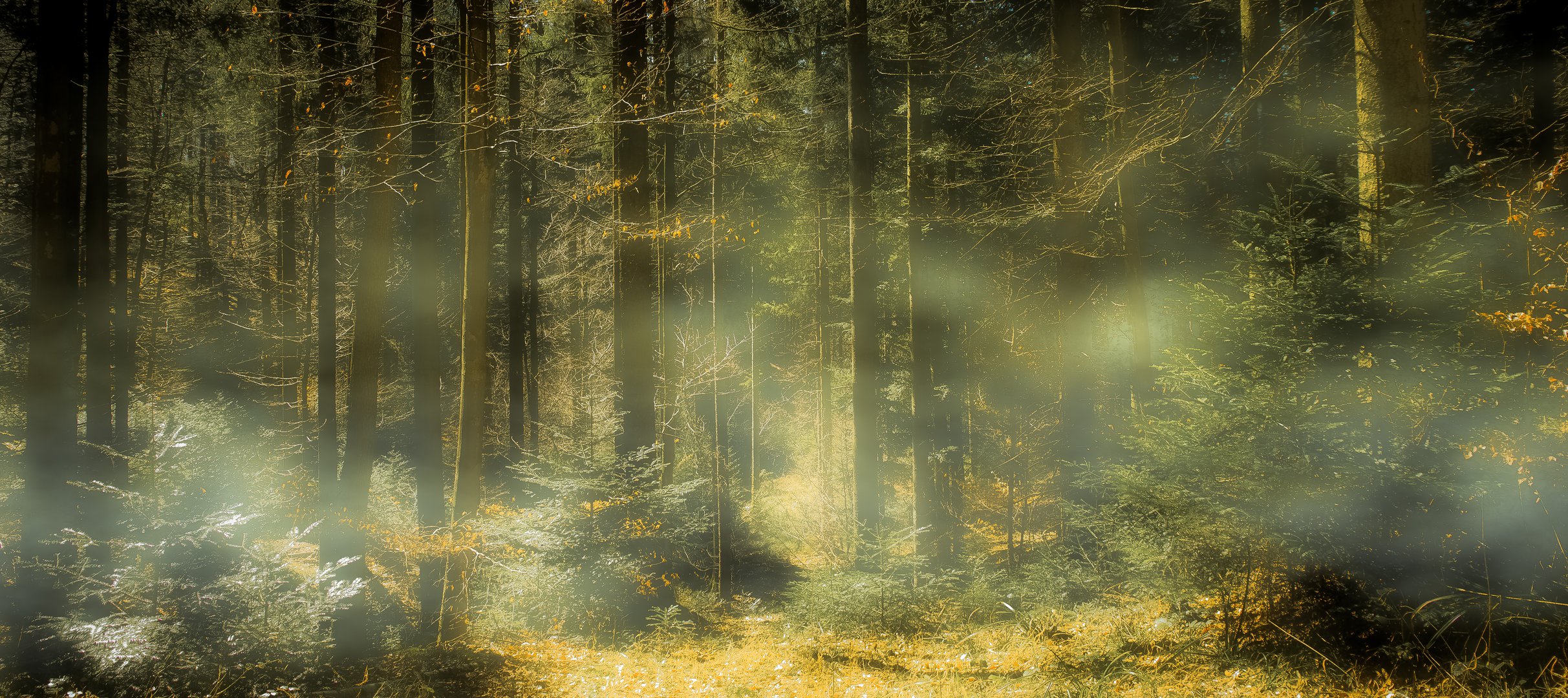 Leichter Nebel im Wald und Sonnenschein