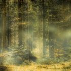 Leichter Nebel im Wald und Sonnenschein