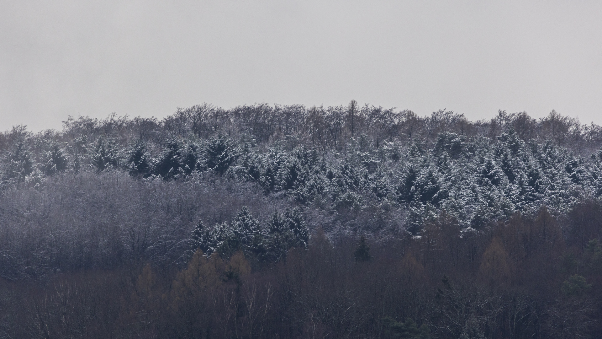 leichter Schneefall-0222