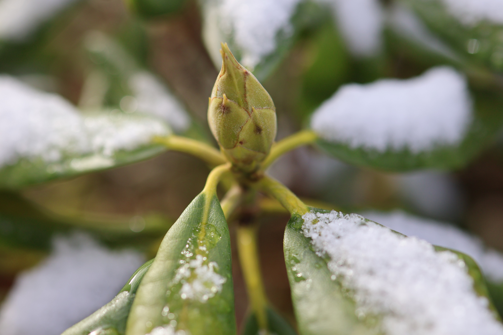 Leichter Schneefall