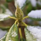 Leichter Schneefall