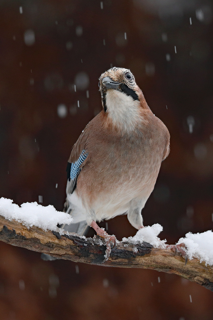 Leichter Schneefall