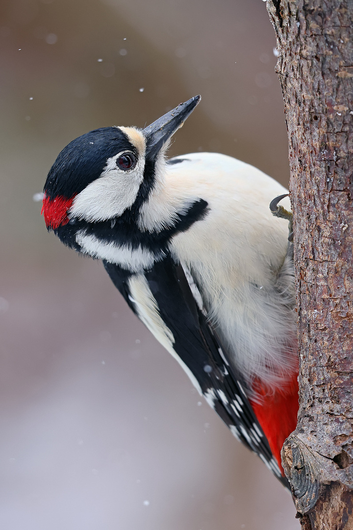 Leichter Schneefall