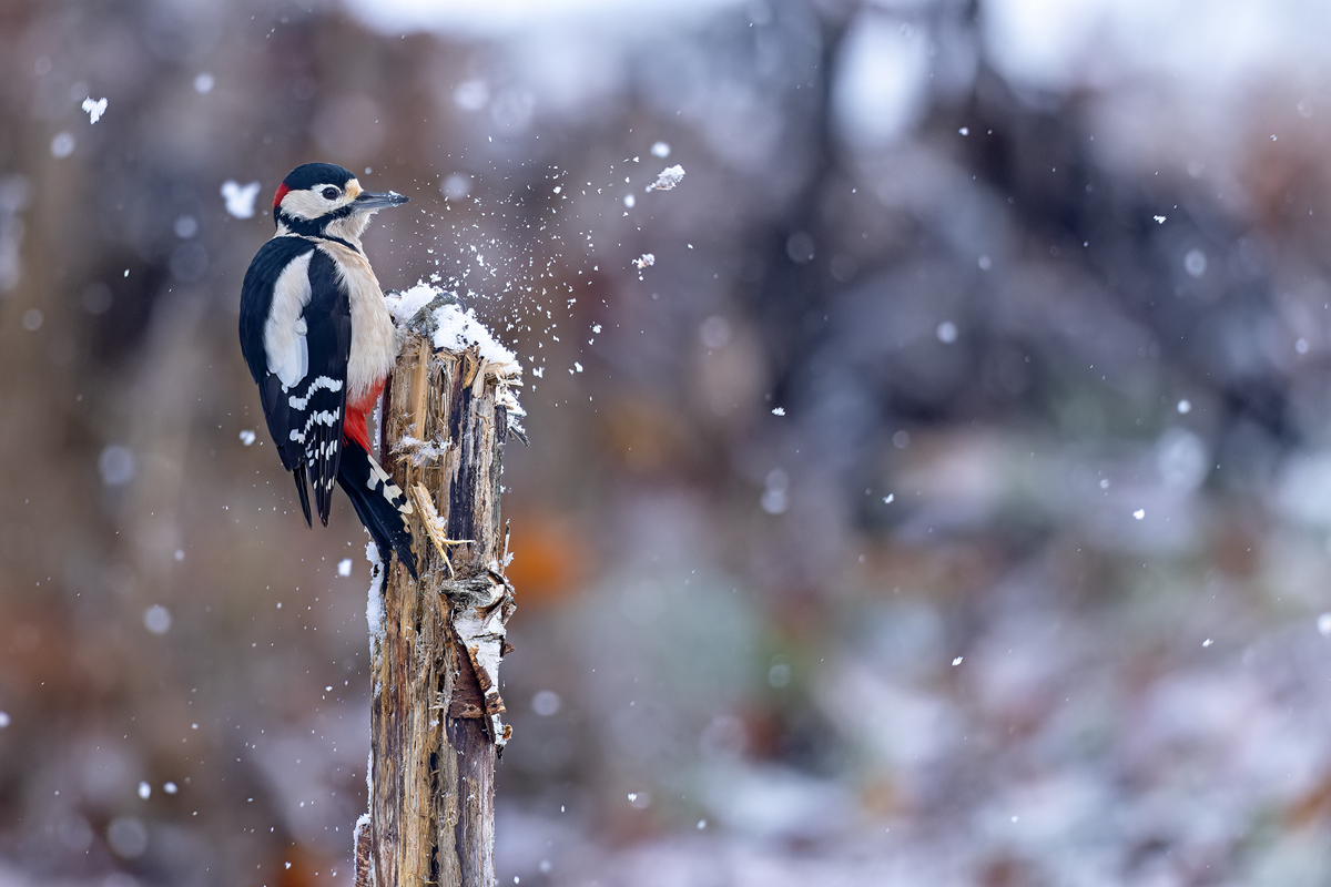 leichter Schneefall